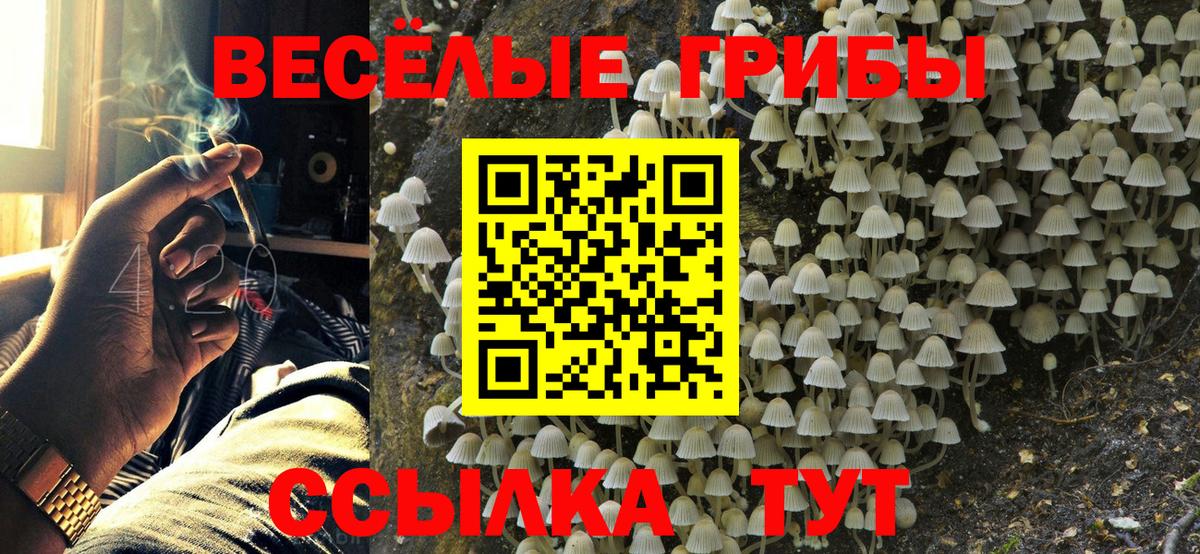 Псилоцибиновые грибы Psilocybe Нововоронеж